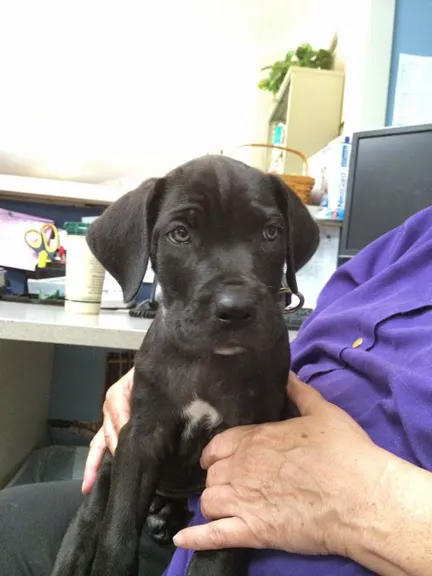 Black Earth Veterinary Clinic 6