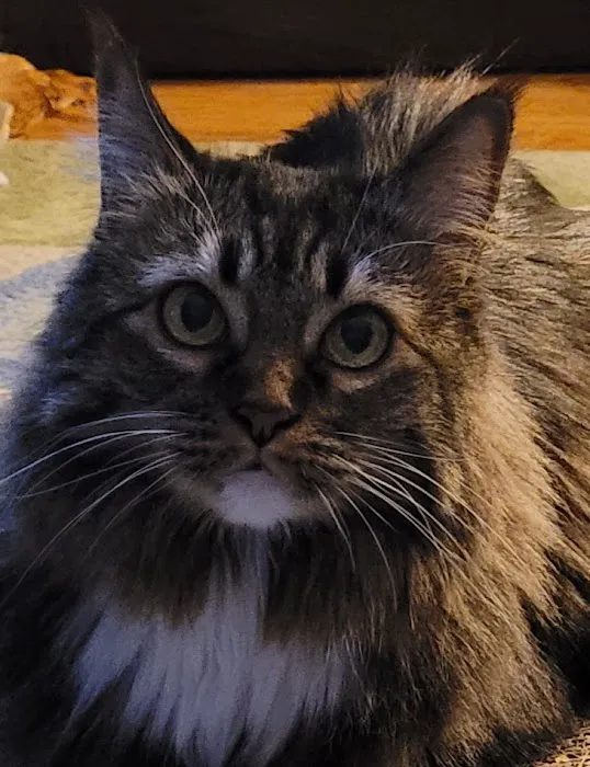 Hill-Dale Veterinary Care 1