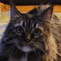 Hill-Dale Veterinary Care ico