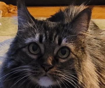 Hill-Dale Veterinary Care