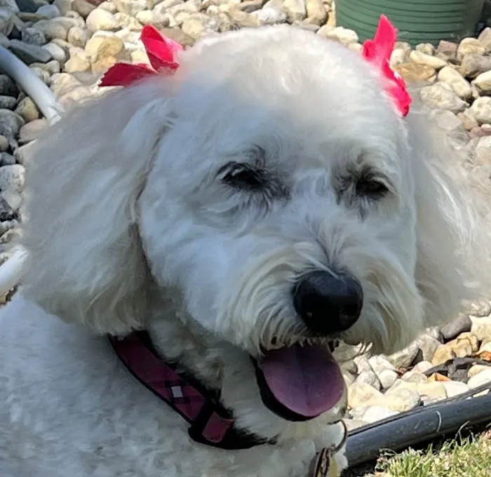 Hill-Dale Veterinary Care 4
