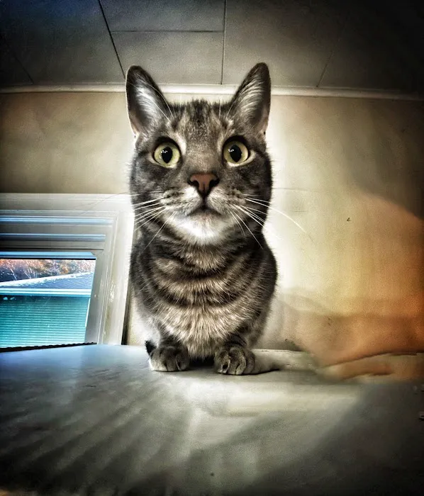 Petcare Clinics Sc 2