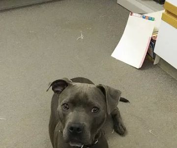 Petcare Clinics Sc