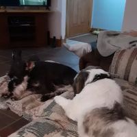 Pine Knoll Veterinary Clinic ico