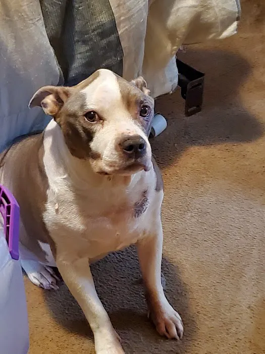 Dells Animal Hospital 8