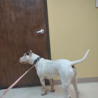 Sunrise Veterinary Services ico