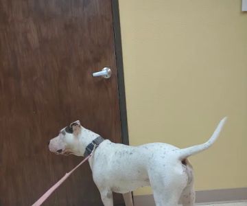 Sunrise Veterinary Services