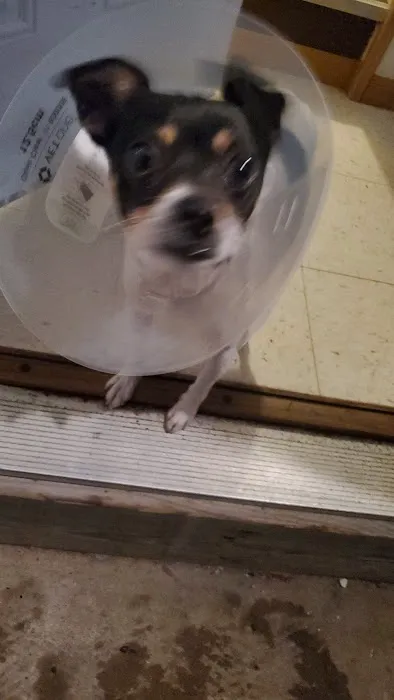 Sunrise Veterinary Services 2