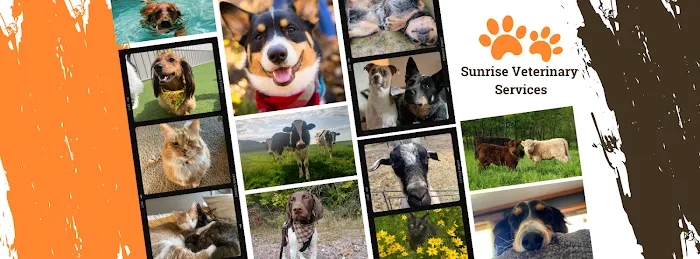 Sunrise Veterinary Services 10