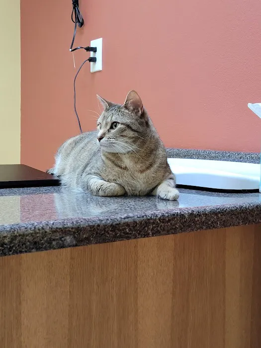 Sunrise Veterinary Services 4
