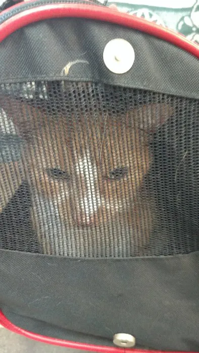 Randolph Veterinary Clinic 12