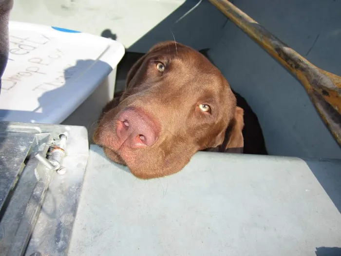 New Horizons Veterinary House Calls 5