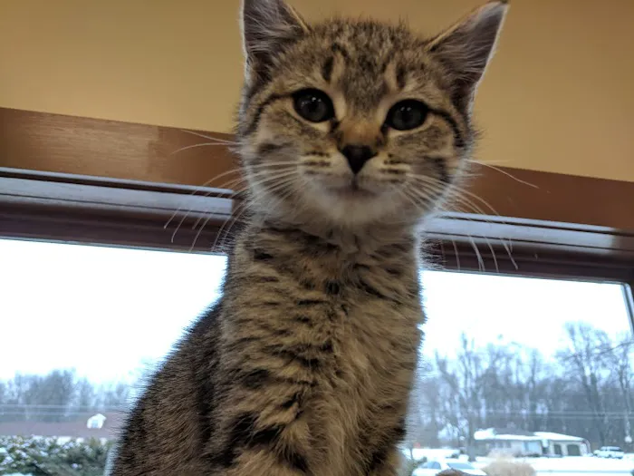 Cheshire Crossing Animal Hospital 9
