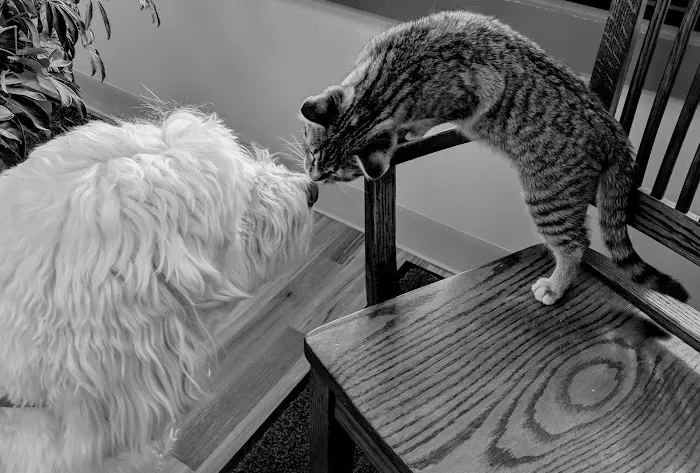 Cheshire Crossing Animal Hospital 7