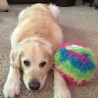 Cheshire Crossing Animal Hospital ico