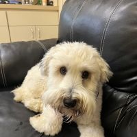 Mann Vet Clinic ico