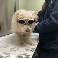Pet Health Plus Veterinary Hospital ico