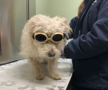 Pet Health Plus Veterinary Hospital
