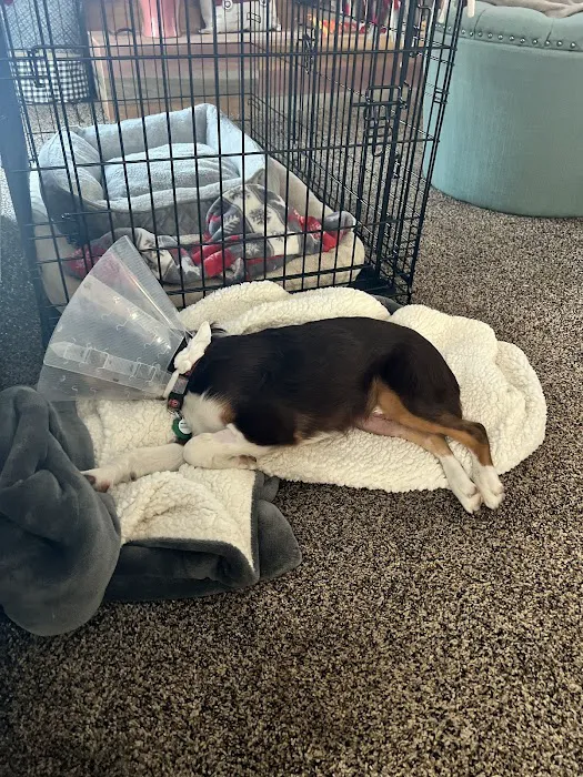 COVE Pet Care 1