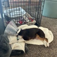 COVE Pet Care ico