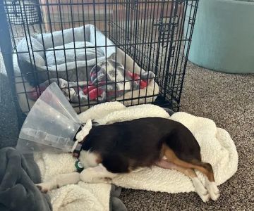 COVE Pet Care