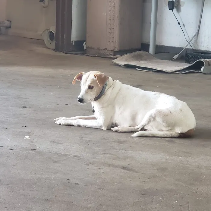 Cross County Veterinary Service 9