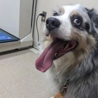 Cross County Veterinary Service ico
