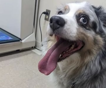Cross County Veterinary Service