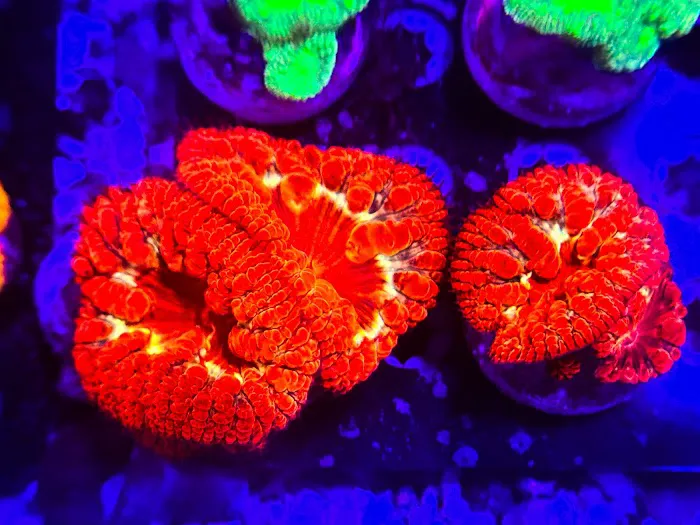 Coral King’s LLC 8