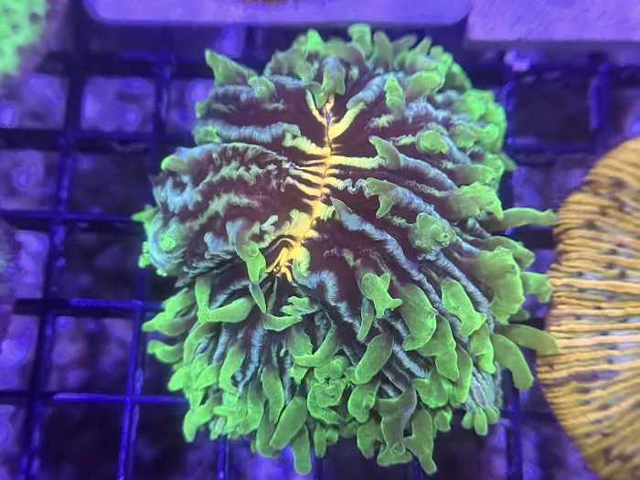 Coral King’s LLC 4