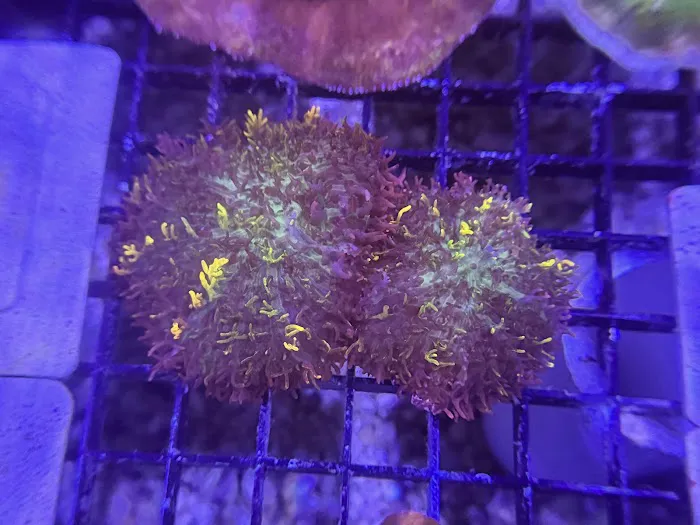 Coral King’s LLC 3
