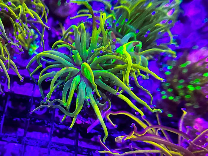 Coral King’s LLC 6