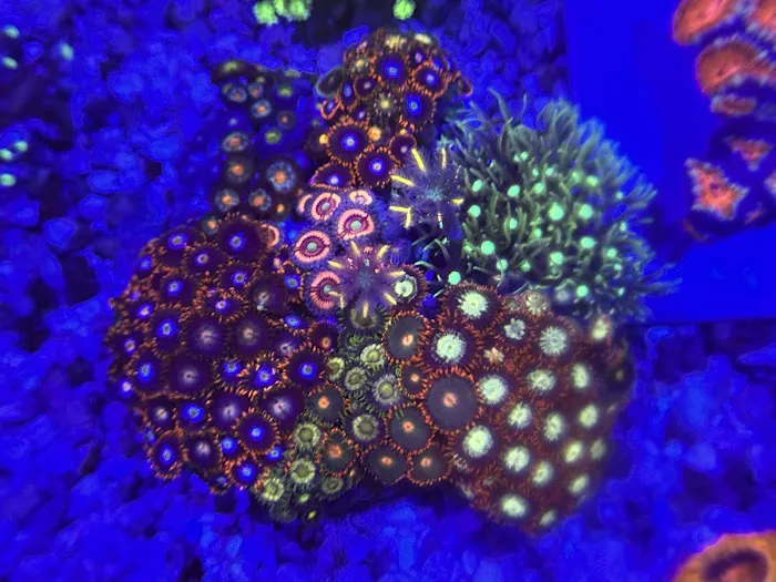 Coral King’s LLC 10