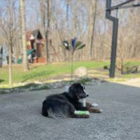 Galena Veterinary Care ico