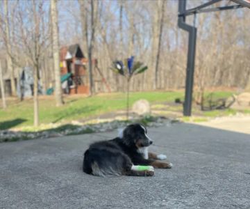 Galena Veterinary Care