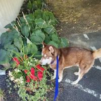 Village Veterinary Care: Myers Lindsey R DVM ico