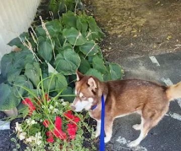 Village Veterinary Care: Myers Lindsey R DVM