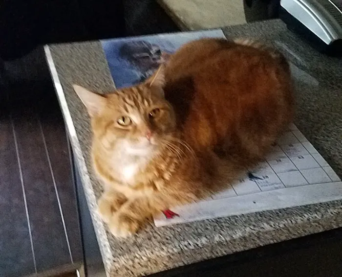 Village Veterinary Care: Myers Lindsey R DVM 2