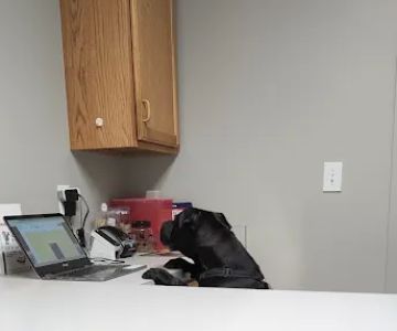 Village Veterinary Care