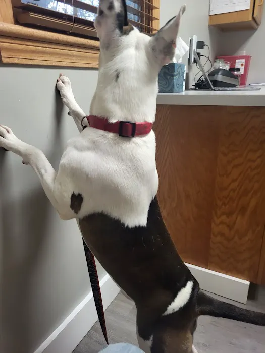 Village Veterinary Care 7