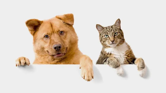 Village Veterinary Care 5