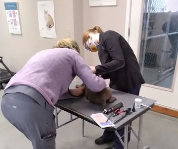 Refugee Canyon West Veterinary Services