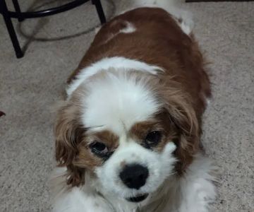 ValuVet Wellness Lancaster