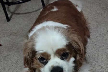 ValuVet Wellness Lancaster