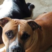 Lancaster Animal Clinic ico