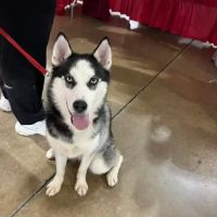 Fair Ave Veterinary Clinic ico