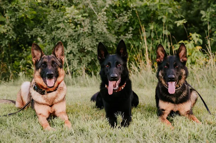 Osceola Veterinary Service 1