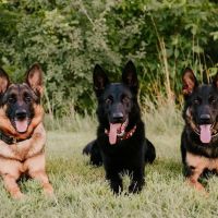 Osceola Veterinary Service ico