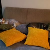 Animal Medical Center-Lindstrom ico