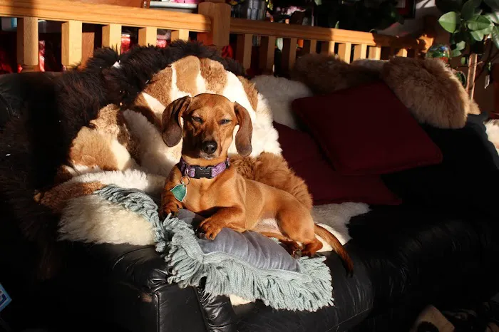 Lakes Veterinary & Surgical Center 9